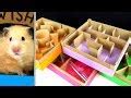 hamster maze videos|Adorable Hamsters Conquer a Challenging 5.